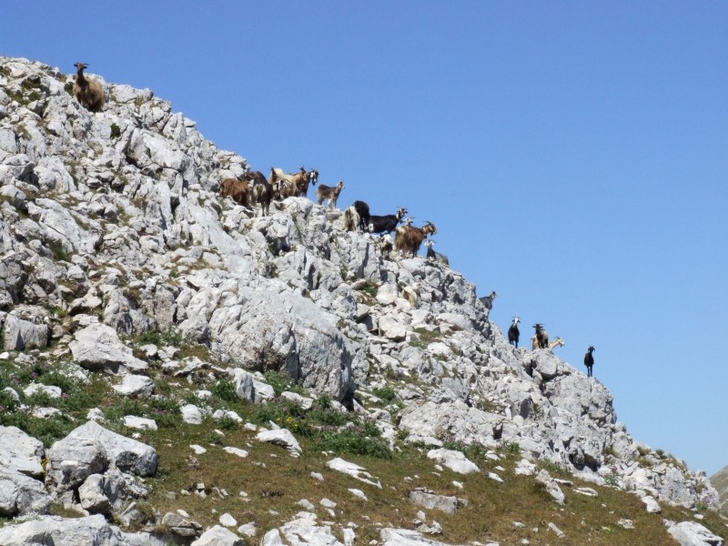 Animali al pascolo
